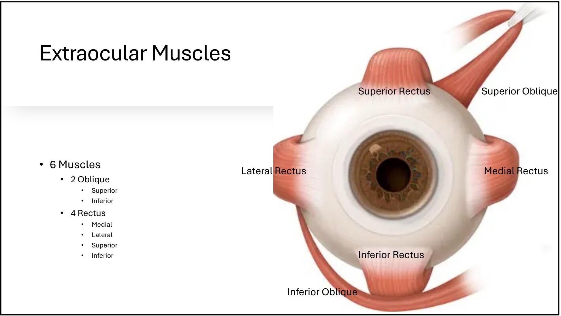 Illustration: Extraocular Muscles